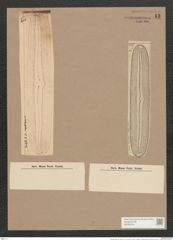 Navicula nobilis var. dactylus V.H. (de-Toni-Nr.: Genus 1, Species 1) Zeichnungen Sammlung Grunow Nr. 13 (NHMW-BOT-W0366194)